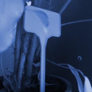 Indicator pret cu ac infigere plastic inscriptibil - Frigosztufi